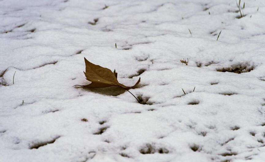 第一场雪.jpg